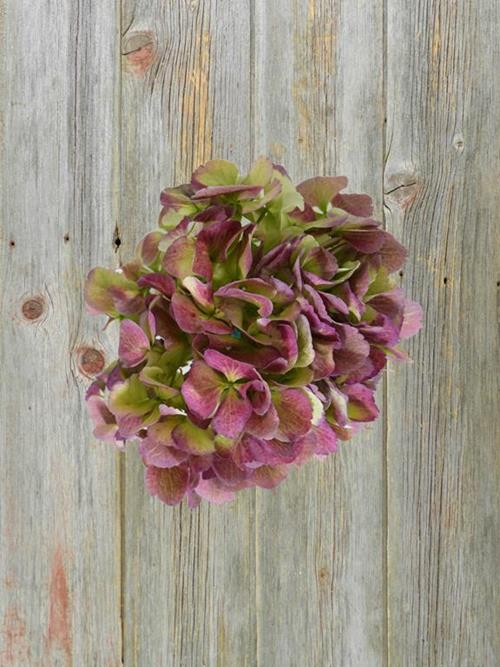 Big Petal Antique Red Hydrangeas